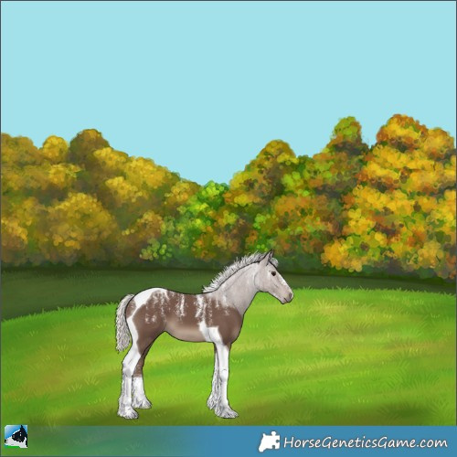 Horse Color:Powder White Silver Black Tobiano 