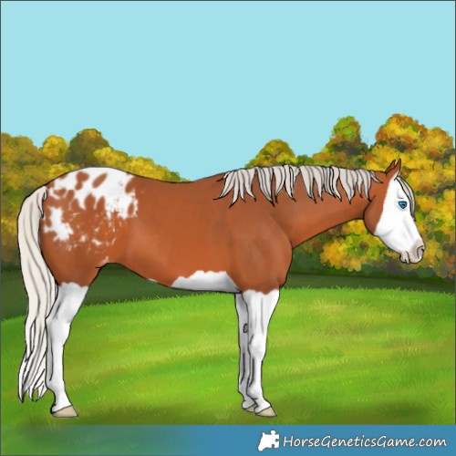 Horse Color:Silver Bay Splash Appaloosa