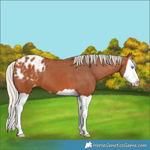 Horse Color:Silver Bay Splash Appaloosa 