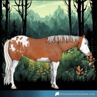 Horse Color:Silver Bay Splash Appaloosa 