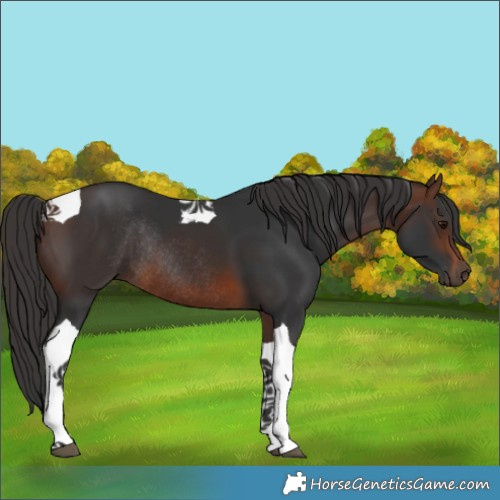 Horse Color:Brown Tobiano Rabicano 