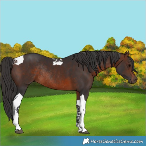 Horse Color:Brown Tobiano Rabicano 