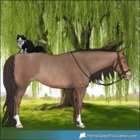 Horse Color:Sable Champagne Rabicano 