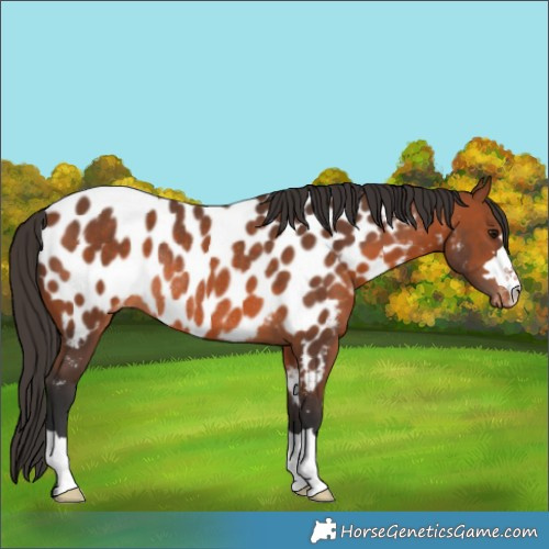 Horse Color:Bay Appaloosa Rabicano