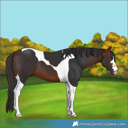 Horse Color:Bay Tobiano 