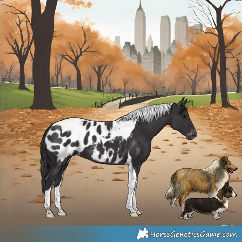 Horse Color:Smoky Black Tobiano Appaloosa 