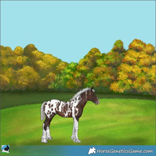 Horse Color:Powder White Silver Brown Tobiano Appaloosa Rabicano 