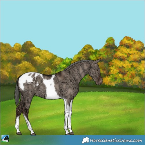 Horse Color:Liver Red Dun Ice Mushroom Tobiano Appaloosa