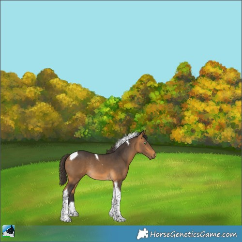 Horse Color:Buckskin Tobiano Rabicano 