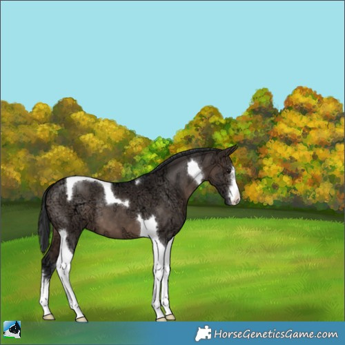 Horse Color:White Spotted Brown Ice Dun Mushroom Tobiano 