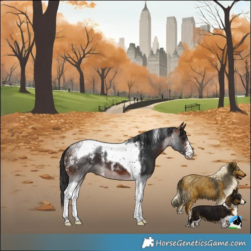 Horse Color:Powder White Brown Tobiano 