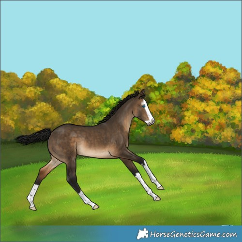 Horse Color:Gray Brown Dun Splash Rabicano 