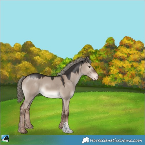 Horse Color:Liver Red Dun Mushroom Appaloosa