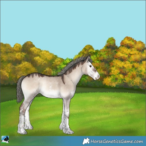 Horse Color:Liver Red Dun Onyx Mushroom Sabino Rabicano 