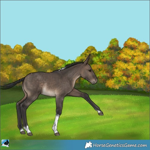Horse Color:Brown Dun Tobiano Rabicano