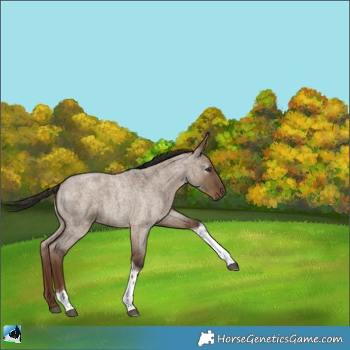 Horse Color:Gray Liver Red Dun Roan Tobiano 