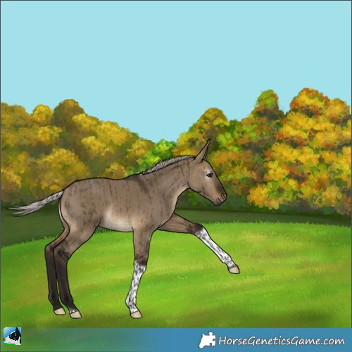 Horse Color:Gray Silver Brown Dun Tobiano Rabicano Brindle 