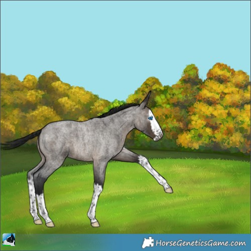 Horse Color:Gray Brown Roan Dun Splash Brindle 