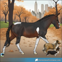 Horse Color:Brown Tobiano 