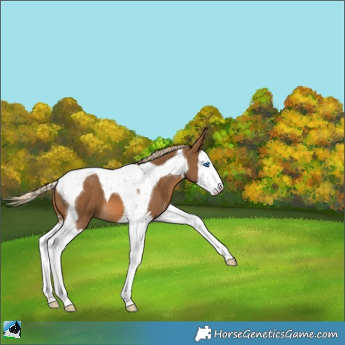 Horse Color:Chocolate Palomino Splash Tobiano 