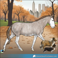 Horse Color:Liver Red Dun Roan Splash Rabicano 