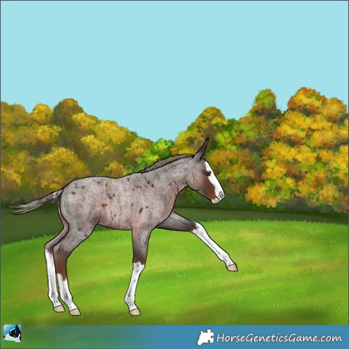 Horse Color:Liver Red Roan Splash 
