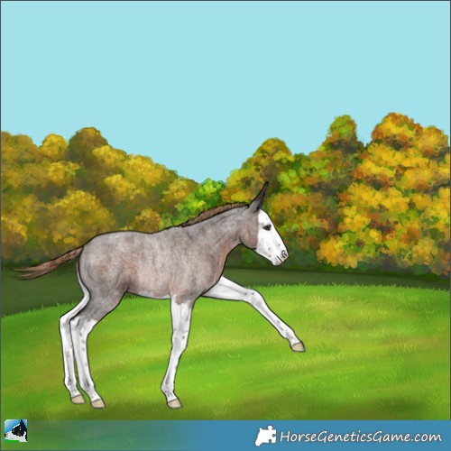 Horse Color:Liver Red Roan Splash Rabicano 