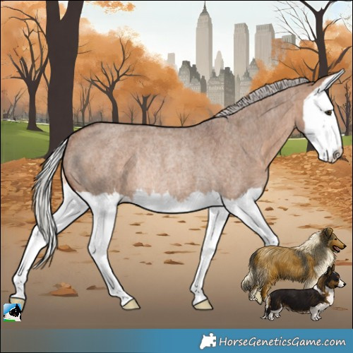 Horse Color:Silver Brown Roan Dun Splash Rabicano 