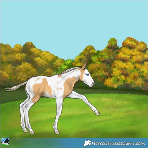Horse Color:Palomino Dun Splash Tobiano 