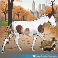 Horse Color:Liver Chestnut Splash Tobiano Rabicano