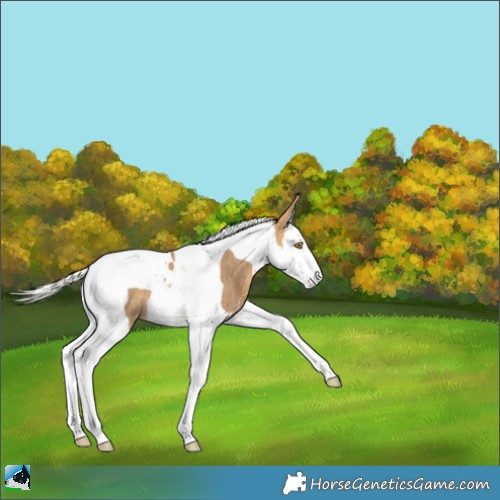 Horse Color:Silver Buckskin Dun Splash Tobiano Rabicano Brindle 