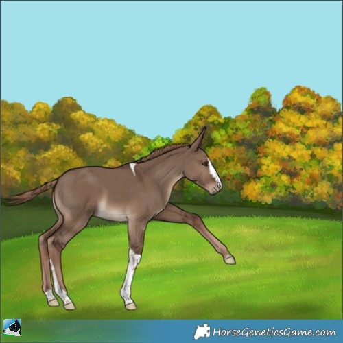 Horse Color:Liver Red Dun Splash Tobiano 
