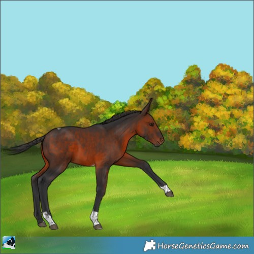 Horse Color:Brown Tobiano Rabicano 