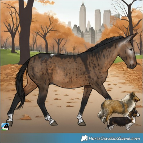 Horse Color:Gray Bay Dun Tobiano Rabicano Brindle 