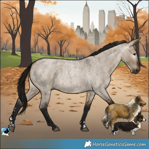 Horse Color:Gray Bay Roan Dun 