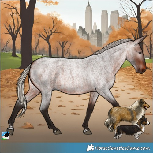 Horse Color:Gray Silver Bay Roan Rabicano 