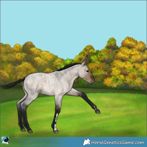 Horse Color:Gray Brown Roan Dun Rabicano 