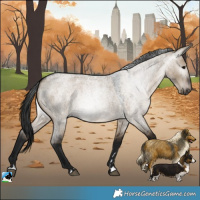 Horse Color:Gray Brown Roan Dun Rabicano