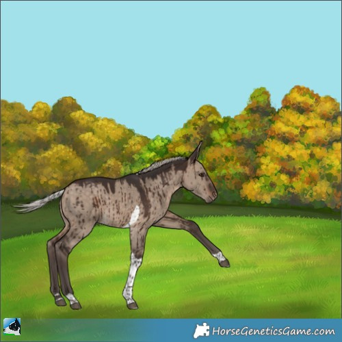Horse Color:Silver Brown Dun Tobiano Brindle 