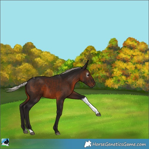 Horse Color:Gray Silver Brown Tobiano 