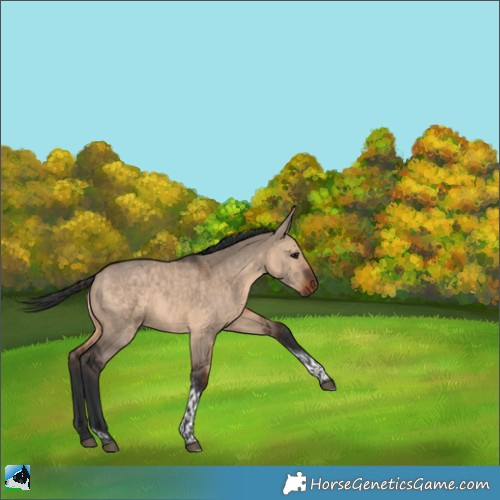 Horse Color:Brown Dun Tobiano 