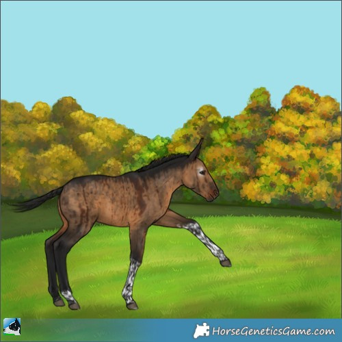 Horse Color:Gray Bay Dun Tobiano Rabicano Brindle 