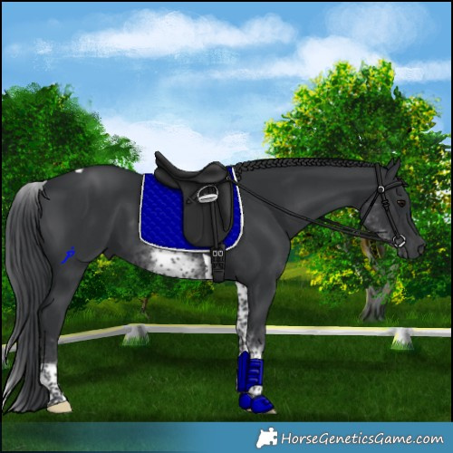 Horse Color:White Spotted Black Tobiano 