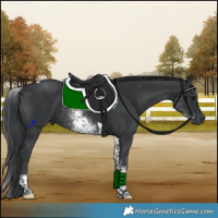 Horse Color:White Spotted Black Tobiano 