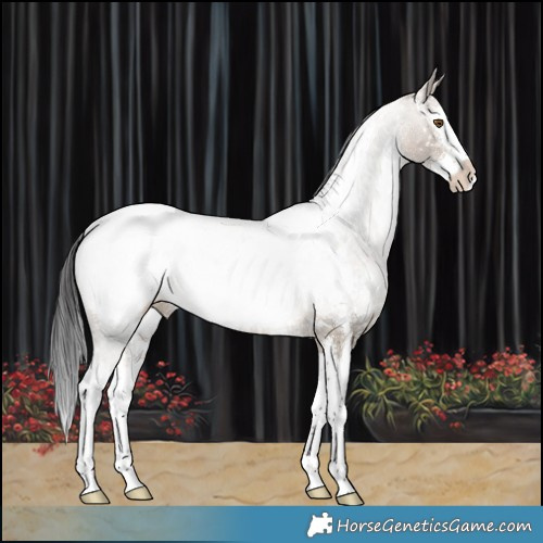 Horse Color:White Spotted Bay Dun Sabino Splash Appaloosa Rabicano