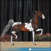 Horse Color:Brown Splash Tobiano Appaloosa 