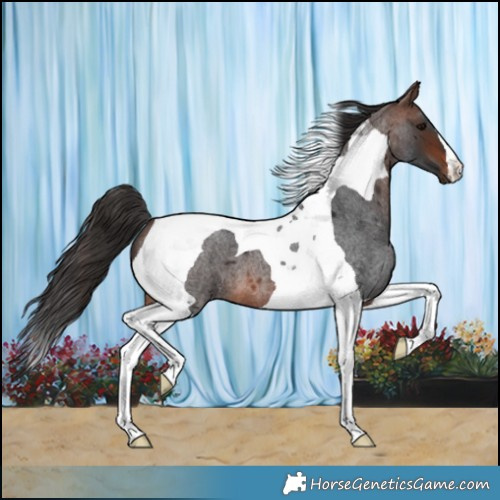 Horse Color:Brown Roan Tobiano 