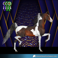 Horse Color:Brown Splash Tobiano Appaloosa 