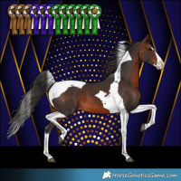 Horse Color:Brown Splash Tobiano Appaloosa 