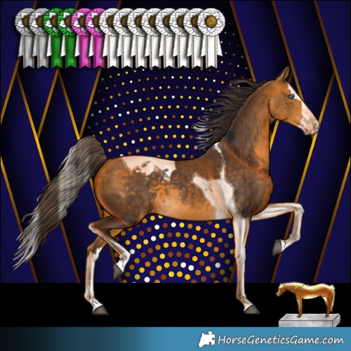 Horse Color:Buckskin Splash Tobiano Appaloosa 